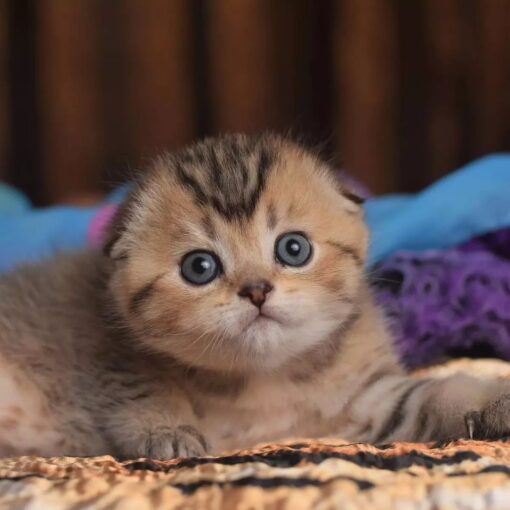 Munchkin Cat Near Me