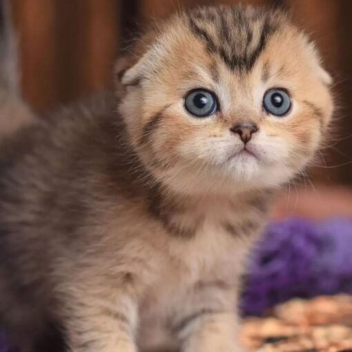 Munchkin Cat Near Me