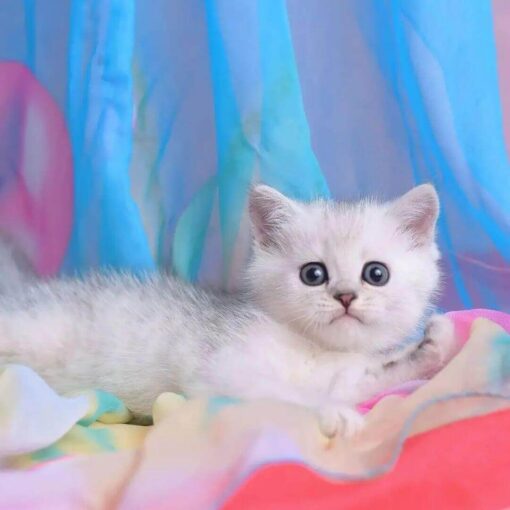 munchkin kitten for sale