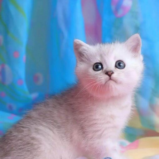 munchkin kitten for sale