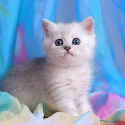 munchkin kitten for sale