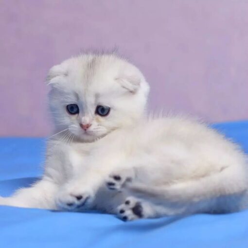 munchkin for sale I munchkin cats near me I munchkin cat for sale