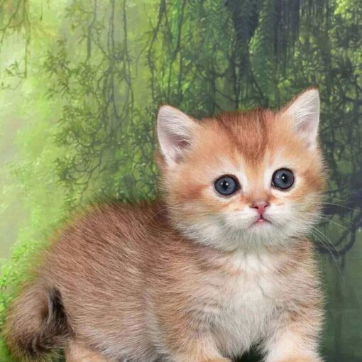 munchkin kitty for sale