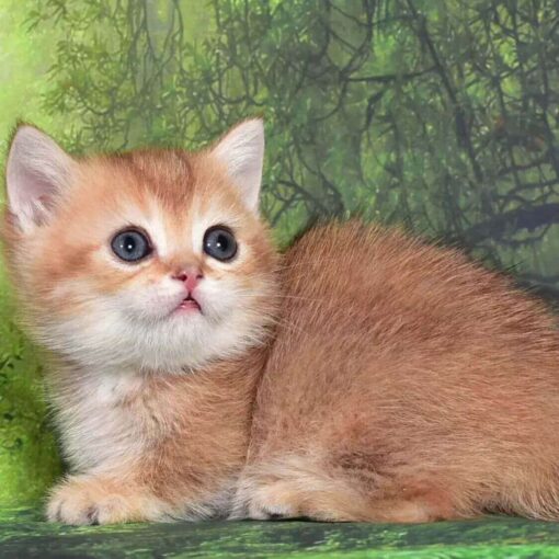 munchkin kitty for sale