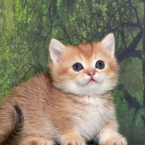 munchkin kitty for sale