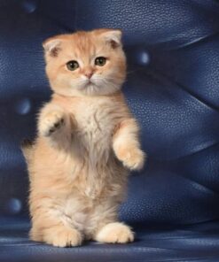 Munchkin cat buy